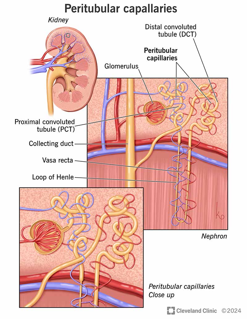 <p><strong>peritubular capillaries:</strong></p><ul><li><p>[LOW/HIGH] pressure, porous capillaries adapted for [FILTRATION/ABSORPTION]</p></li><li><p>arise from [AFFERENT/EFFERENT] arterioles</p></li><li><p>cling to adjacent renal tubules in [CORTEX/MEDULLA]</p></li><li><p>empty into [ARTERIOLES/VENULES]</p></li></ul><p></p>