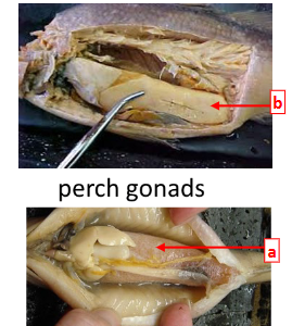 <p>This is the reproductive system of a perch in class Actinopterygii. Structure A are the _______ and structure B are the ______. Fertilization in Actinopterygii is usually external <strong>OR</strong> internal.</p>