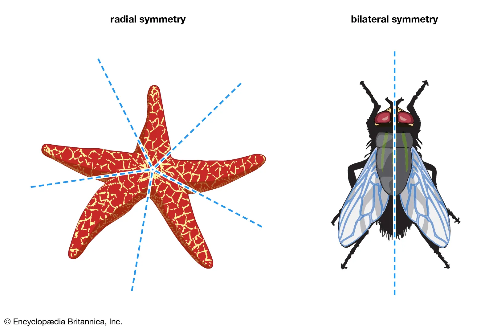 <p><span><strong>Bilateria</strong></span> = a group of animals that have bilateral symmetry, meaning their bodies can be divided into matching left and right halves along a central axis</p><ul><li><p>680 Ma?</p></li></ul><p></p>
