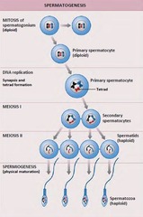 <p>1. Spermatogonium, Diploid (2N, 2C)</p><p>2. Mitosis, creating sister chromatids → 2x 1° Spermatocytes (2N, 4C)</p><p>3. Meiosis I separates homologous chromosomes → Each 1° generates 2x 2° Spermatocytes (1N, 2C)</p><p>4. Meiosis II → Sister chromatids separate → 4x Spermatids (1N, 1C)</p><p>5. Spermatids undergo spermatogenesis → Spermatozoa</p>