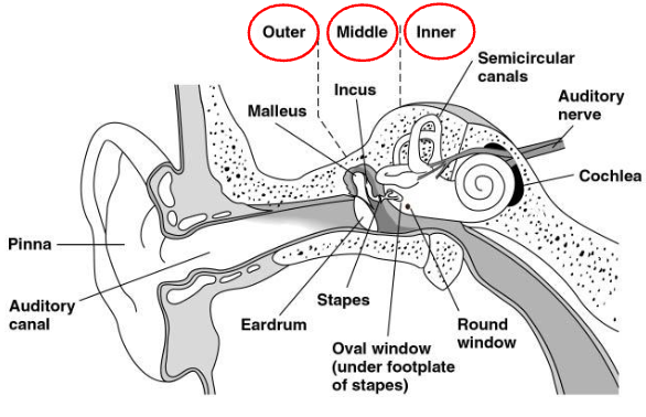 <ul><li><p>Outer ear = directional microphone</p></li><li><p>Middle ear = impedance matching, overload protection</p></li><li><p>Inner ear = frequency analysis, neural encoding</p></li></ul><ul><li><p><span style="background-color: inherit; line-height: 21.85px; color: windowtext;">Outer ear collects sound waves → funnels them towards the middle ear → transmits the vibrations to the inner ear (embedded in the skull) → transduced into neural impulses</span><span style="line-height: 21.85px; color: windowtext;">&nbsp;</span></p></li><li><p class="Paragraph SCXO104783590 BCX0" style="text-align: left;"><span style="background-color: inherit; line-height: 21.85px; color: windowtext;">Pinna → funnels sound waves into auditory canal → eardrum vibrates in time with sound wave → ossicles pick up eardrum vibrations → amplifies them + passes them along → vibrations of oval window → vibrations of fluid-filled cochlea → fluid carries wave energy to auditory receptors (inner hair cells) → transduce into electrical activity → exciting the neurons of auditory nerve → brain</span><span style="line-height: 21.85px; color: windowtext;">&nbsp;</span></p></li></ul><p></p>