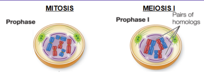 <ol><li><p>homologous chromosomes pair to form tetrads </p></li><li><p>crossing over occurs between homologs at chiasmata </p><ol><li><p>sections of DNA are exchanges (increases genetic variation)</p></li><li><p>crossing over can occur at any point along the length of the homologous chromosomes —> this exchange is very important in producing <strong><u>genetic diversity</u></strong></p></li></ol></li></ol><p></p>