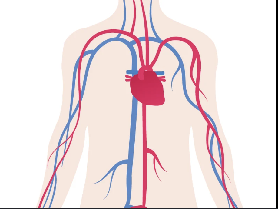 <p>act as the body's delivery truck, using the heart to pump blood through a network of vessels</p>