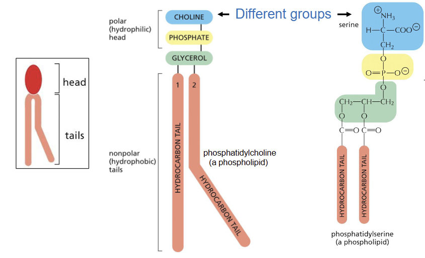 <p>glycerol, phosphate</p>