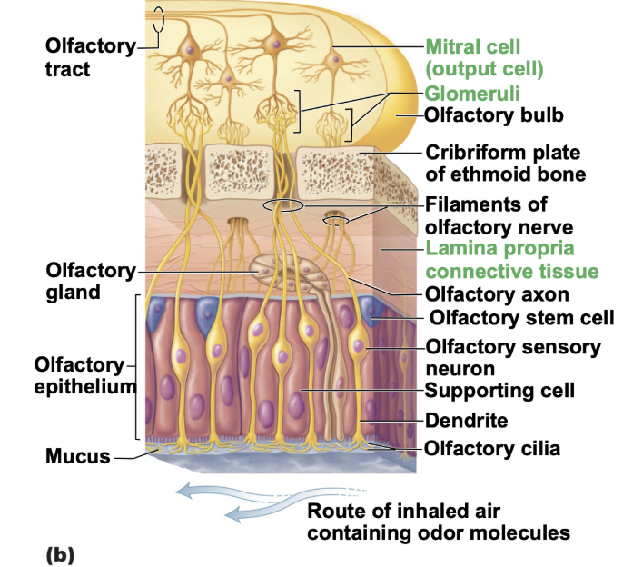 <p>bipolar neurons </p>