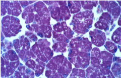 <p>Identify the gland</p>