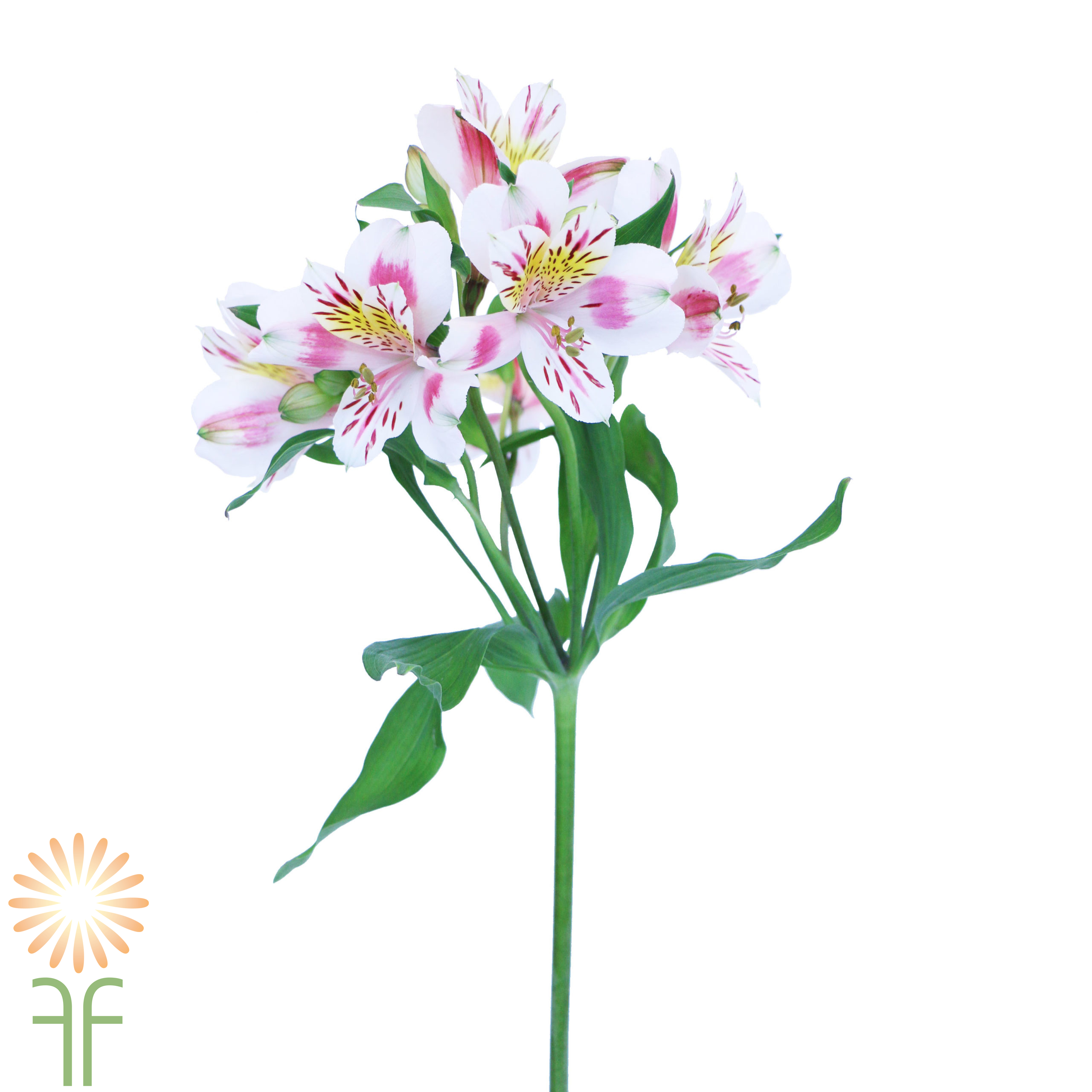 <p>Common Name:</p><p>Scientific Name:</p><p>Flower Type:</p>