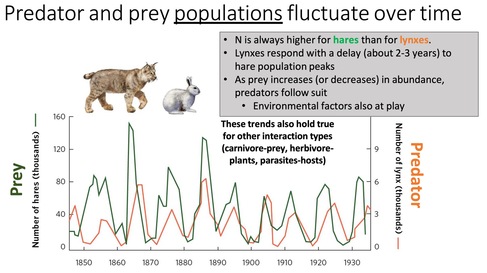 <ul><li><p>Predator-prey populations fluctuate over time in response to one another</p><ul><li><p>Ex: hares and lynxes have a positive correlation! Hares may always have a higher population size </p></li></ul></li><li><p>Remember though, environmental factors can also impact populations!</p></li></ul><p></p>