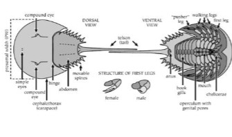 <p>horseshoe crabs, 4 species, ~80 fossil species, 2 tagmata, tail called a telson, book gills on abdomen, blood coagulates in the presence of bacteria → used in biomedicine</p>