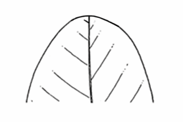 <p>A leaf apex that forms a smooth, continuous curve without a point.</p>
