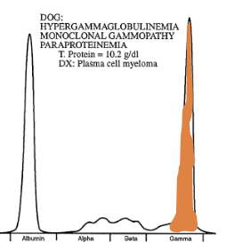 <p>SPE from a dogs. What is the most likely diagnosis? </p>