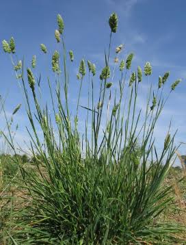 <p>rounded globs of flowers, round stem, spreads easily</p>