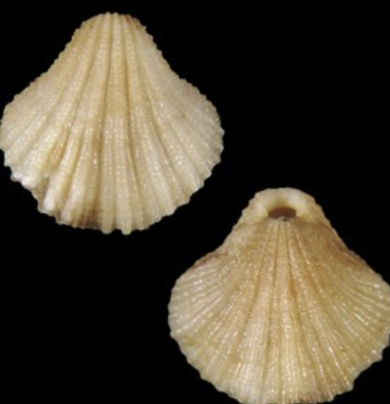 <p><strong>FILO</strong><br><strong>CLASE</strong><br><strong>GÉNERO</strong><br><strong>CARACTERÍSTICAS</strong></p>