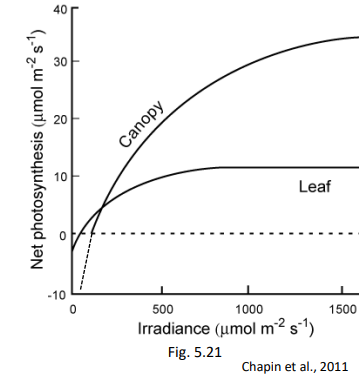 <p>Canopy response to light?</p>