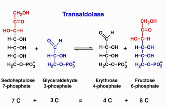 <p>reversible reaction that moves 3 carbon fragments - an enzyme that catalyzes the transfer of a 3-carbon group (dihydroxyacetone) - does not use a cofactor like TPP but instead forms a temporary covalent bond (Schiff base) with its own lysine residue to hold the carbons</p>