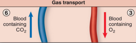 <p>Movement of gases in the blood between the lungs and erythrocytes</p><p></p>