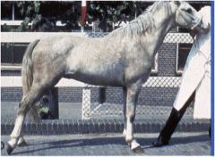 <p>What is upward fixation of the patella in horses?</p>