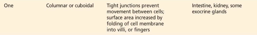 <p>prevent free movement between adjacent cells</p><p>substances must instead pass through the epithelial cell, crossing the membrane as they do so </p>