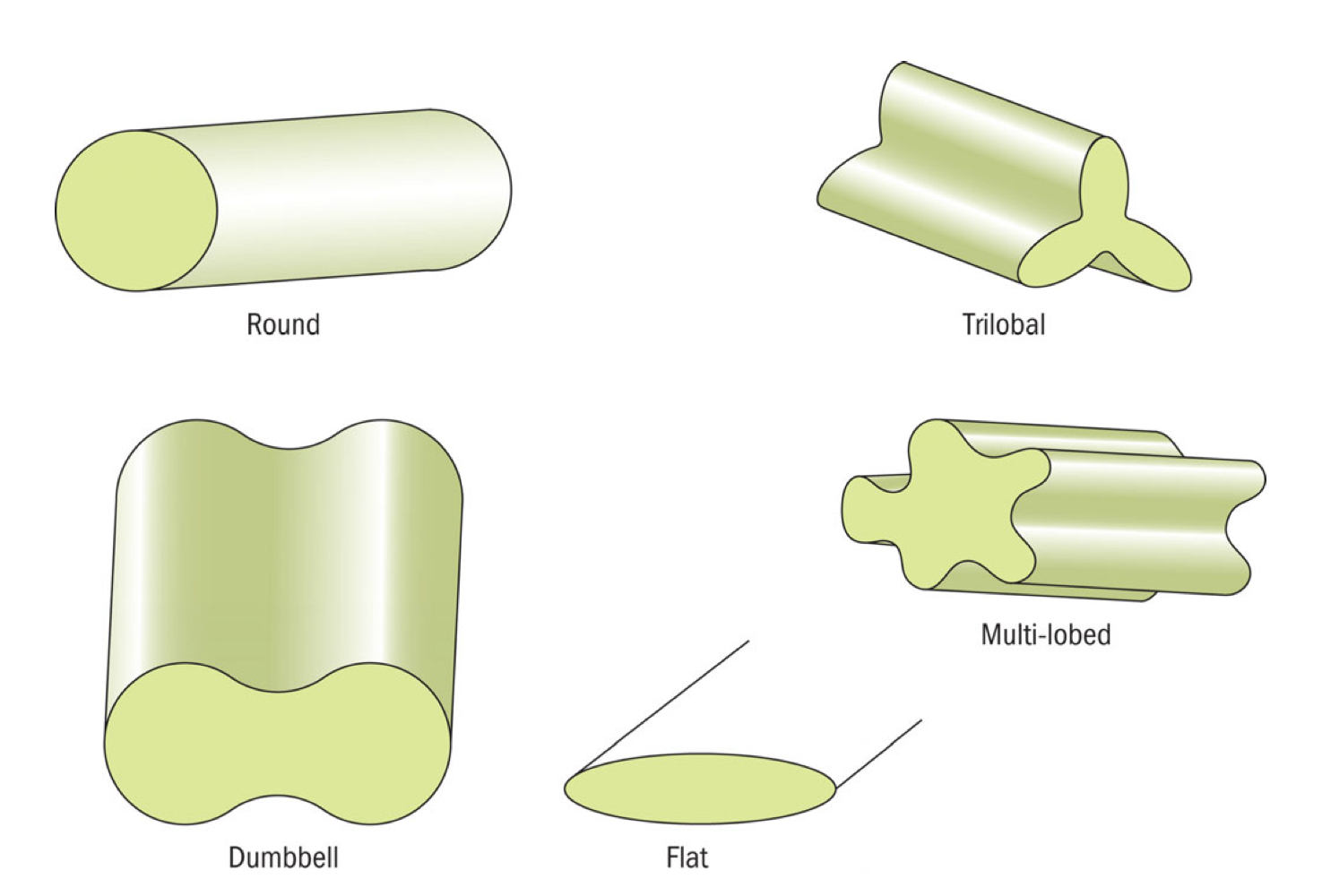 <p>cross sections are extremely miniscule</p><p>shapes change depending on type of fiber</p>