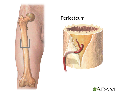 <p>Periosteum</p>