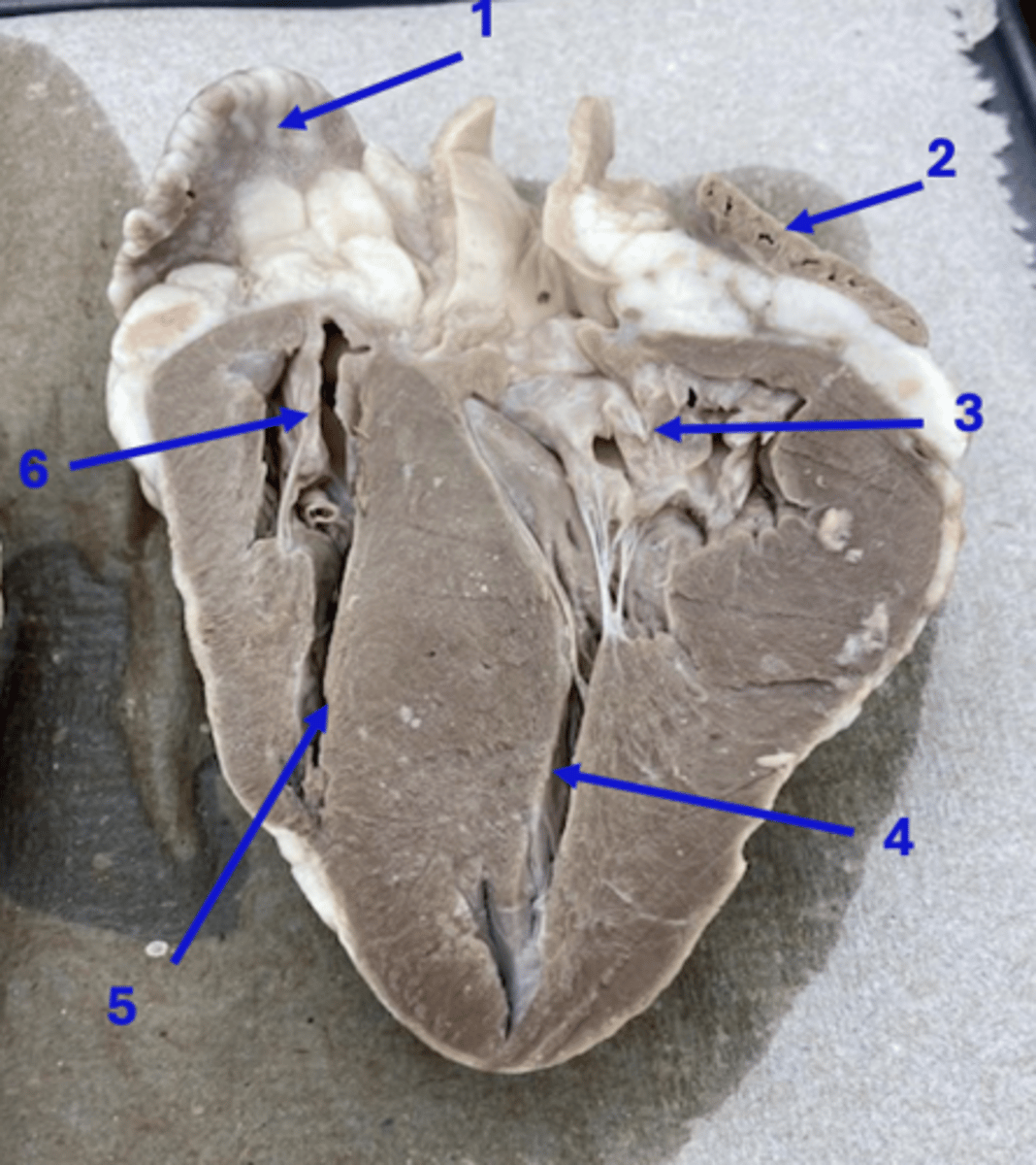 <p>5</p>