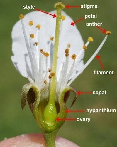 <ul><li><p>Enlarged lower part of the flowers pistils that hold unfertilized seeds or ovules</p></li></ul><p></p>