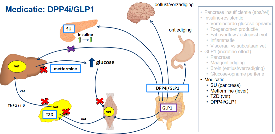 <ul><li><p><strong>Sulfonylureumderivaten (SU):</strong> worden gekoppeld aan de <strong>pancreas</strong>.</p></li><li><p><strong>Metformine:</strong> wordt gekoppeld aan de <strong>lever</strong>.</p></li><li><p><strong>TZD (thiazolidinedionen):</strong> worden gekoppeld aan <strong>vetweefsel</strong>.</p></li><li><p><strong>DPP4-remmers (DPP4i) en GLP-1-gerelateerde medicatie:</strong> worden gekoppeld aan het <strong>incretine-effect</strong>.</p></li><li><p>De presentatie gebruikt deze koppelingen om te laten zien dat verschillende medicijnen aangrijpen op verschillende onderdelen van de pathofysiologie van diabetes type 2.</p></li></ul><p></p>