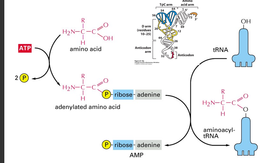 <p>ATP activate, and adenylated AA to make ribose to adenine</p>