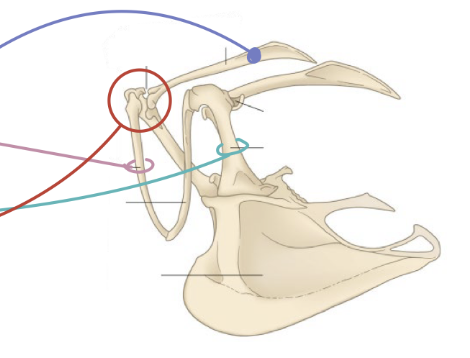 <p>pectoral girdle: Scapula</p>