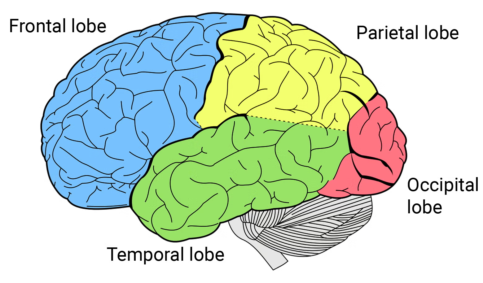 <p>The brain is divided into four main lobes: the frontal (function and thinking), parietal (sensory), temporal (hearing and memory), and occipital (visual) lobes, each of which has distinct functions and is involved in various cognitive processes and behaviors. </p>