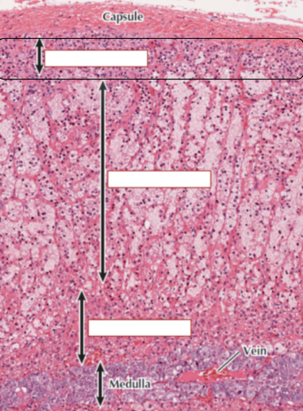 <p>a. What section of the Adrenal cortex is this? </p><p>b. What does it do?</p>