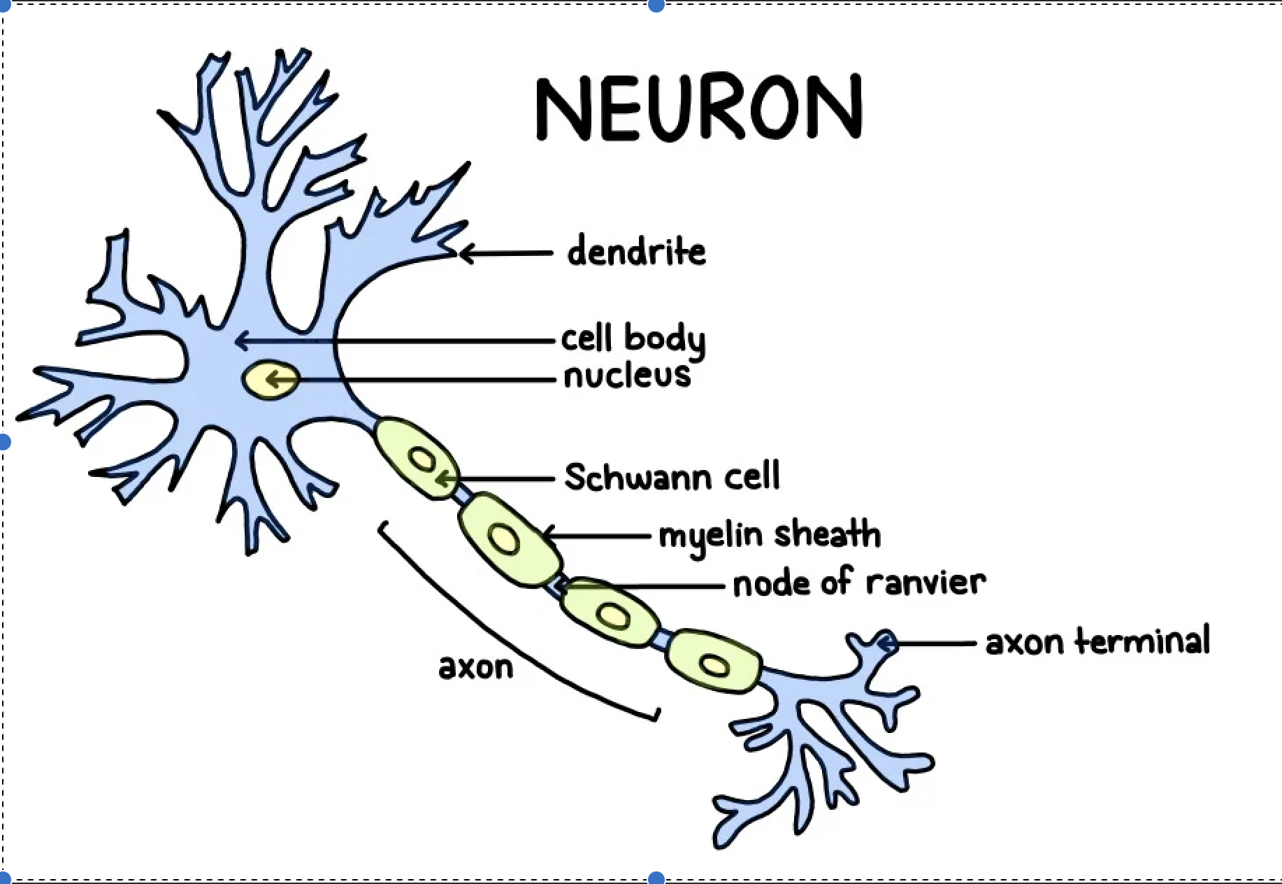 <p>What Does A Multipolar Neuron Consist Of?</p>