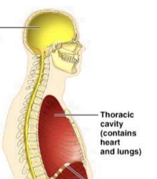 <p>Inside ventral cavity</p><p><span>The cavity is inside your chest</span></p><p><span>Inside it are smaller spaces:</span></p><p><span><strong>Pleural cavities</strong> → <strong>lungs</strong></span></p><p><span><strong>Pericardial cavity</strong> → <strong>heart</strong></span></p><p><span><strong>Mediastinum</strong> → trachea and esophagus</span></p><p></p>