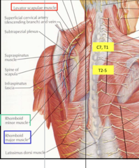 <p>levator scapulae</p><p>rhomboid minor</p><p>rhomboid major</p>