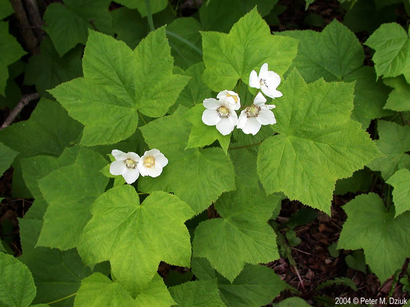 <p>Unarmed, thornless stems, alternate, <mark data-color="#4c5346" style="background-color: rgb(76, 83, 70); color: inherit;">maple-leaf shaped 5-7 lobed</mark>, finely fuzzy on both sides.</p>