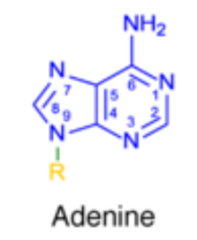 <p>Features an amino group (-NH₂) attached to the ring, but lacks a carbonyl oxygen.</p>