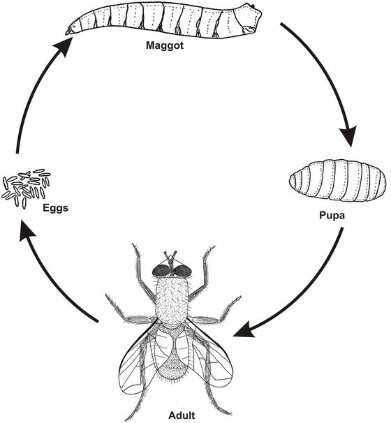 <p></p><p>relating<span><strong> to a </strong></span>form<span><strong> of an </strong></span>insect<span><strong> or an </strong></span>animal<span><strong> such as a </strong></span>frog<span><strong> that has </strong></span>left<span><strong> </strong></span>its<span><strong> </strong></span>egg<span><strong> but is not </strong></span>yet<span><strong> </strong></span>completely<span><strong> </strong></span>developed<span><strong>:</strong></span></p>