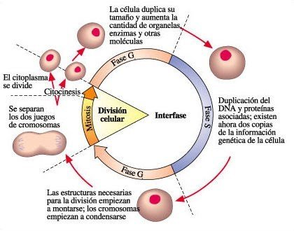 <p><strong><mark data-color="yellow" style="background-color: yellow; color: inherit;">Verificación de la replicación completa de ADN (antes de hacer mitosis)</mark></strong></p><p>Qué revisa </p><ul><li><p>Que el <strong>ADN esté completamente replicado</strong></p></li><li><p>Que <strong>no haya daño en el ADN</strong></p></li><li><p>Que la célula esté <strong>lista para dividirse</strong></p></li></ul><p><strong><span>Factor promotor de la mitosis (MPF)</span></strong>.</p><p></p>