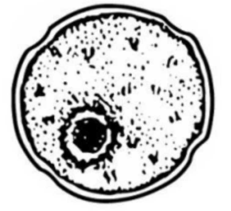 <p>SCIENTIFIC NAME</p>