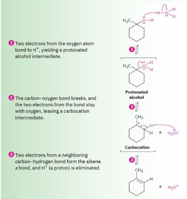 <p><strong>Mechanism for the acid-catalyzed dehydration of a</strong></p><p><strong>tertiary alcohol to yield an alkene. The process is an E1</strong></p><p>reaction and involves a carbocation intermediate</p><p>Tertiary alcohols usually dehydrate through E1.</p><p>Steps</p><ol><li><p>Protonate OH.</p></li></ol><p>↓</p><ol start="2"><li><p>Water leaves.</p></li></ol><p>↓</p><ol start="3"><li><p>Carbocation forms.</p></li></ol><p>↓</p><ol start="4"><li><p>Lose H.</p></li></ol><p>↓</p><p>Alkene forms.</p>