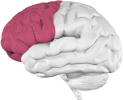 <p>Frontal lobe </p>