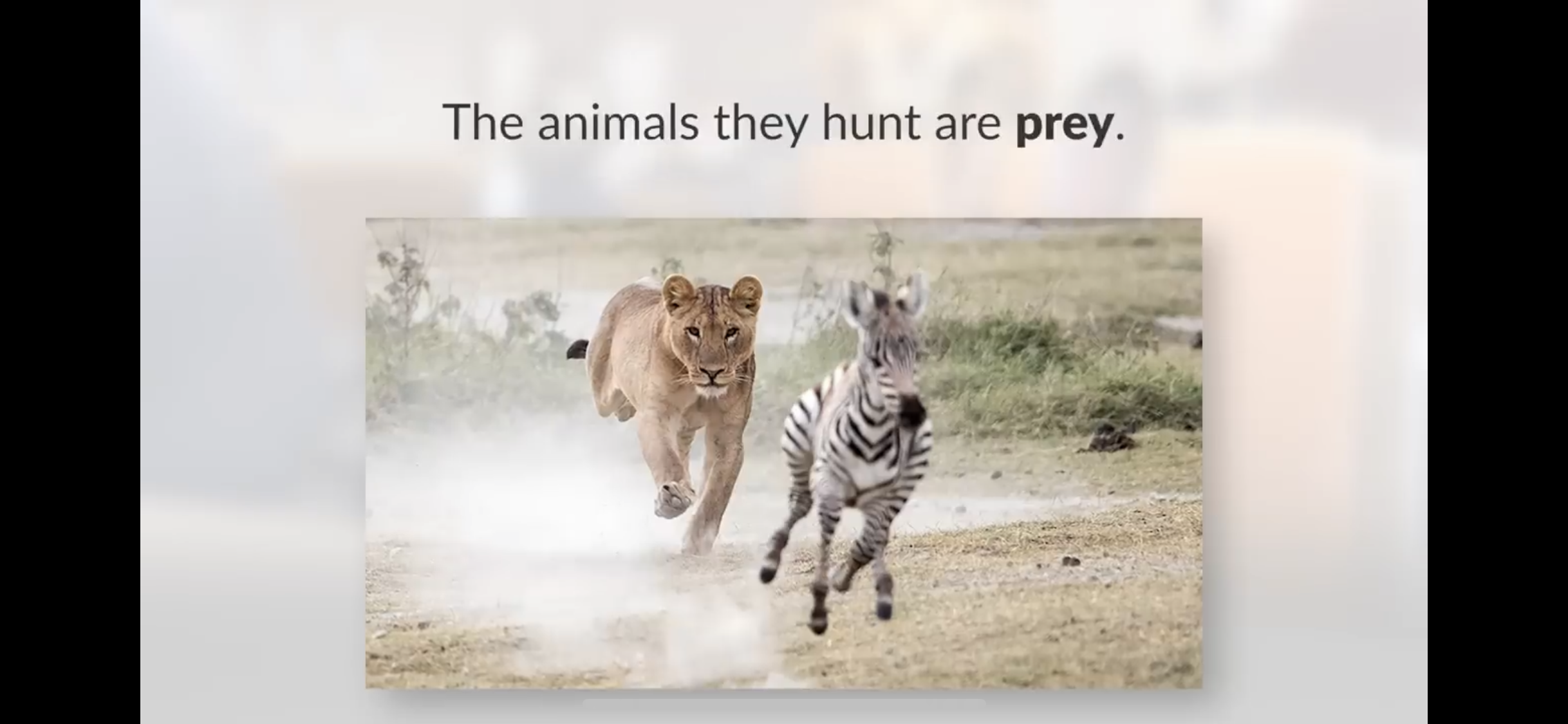 <p>The animals that predators hunt</p>