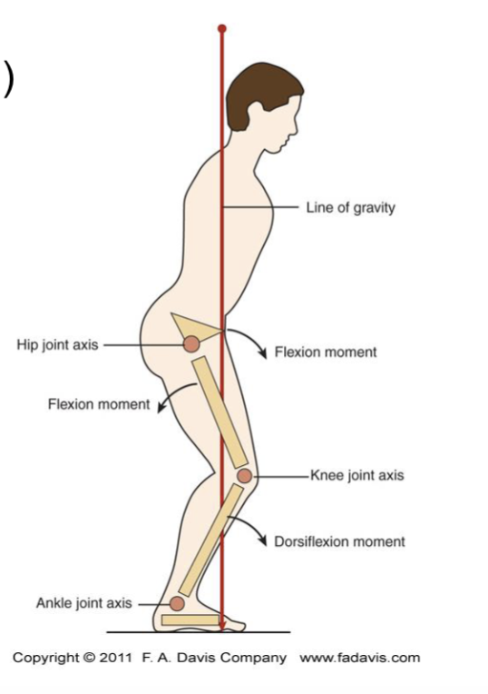 <p><span>Knee (Sagittal)</span></p><ul><li><p>knee surgery, injury —> No full extension </p></li><li><p>Quads = Internal moment for extension </p></li><li><p>Soleus = Internal moment for plantarfexion</p></li></ul><p></p>