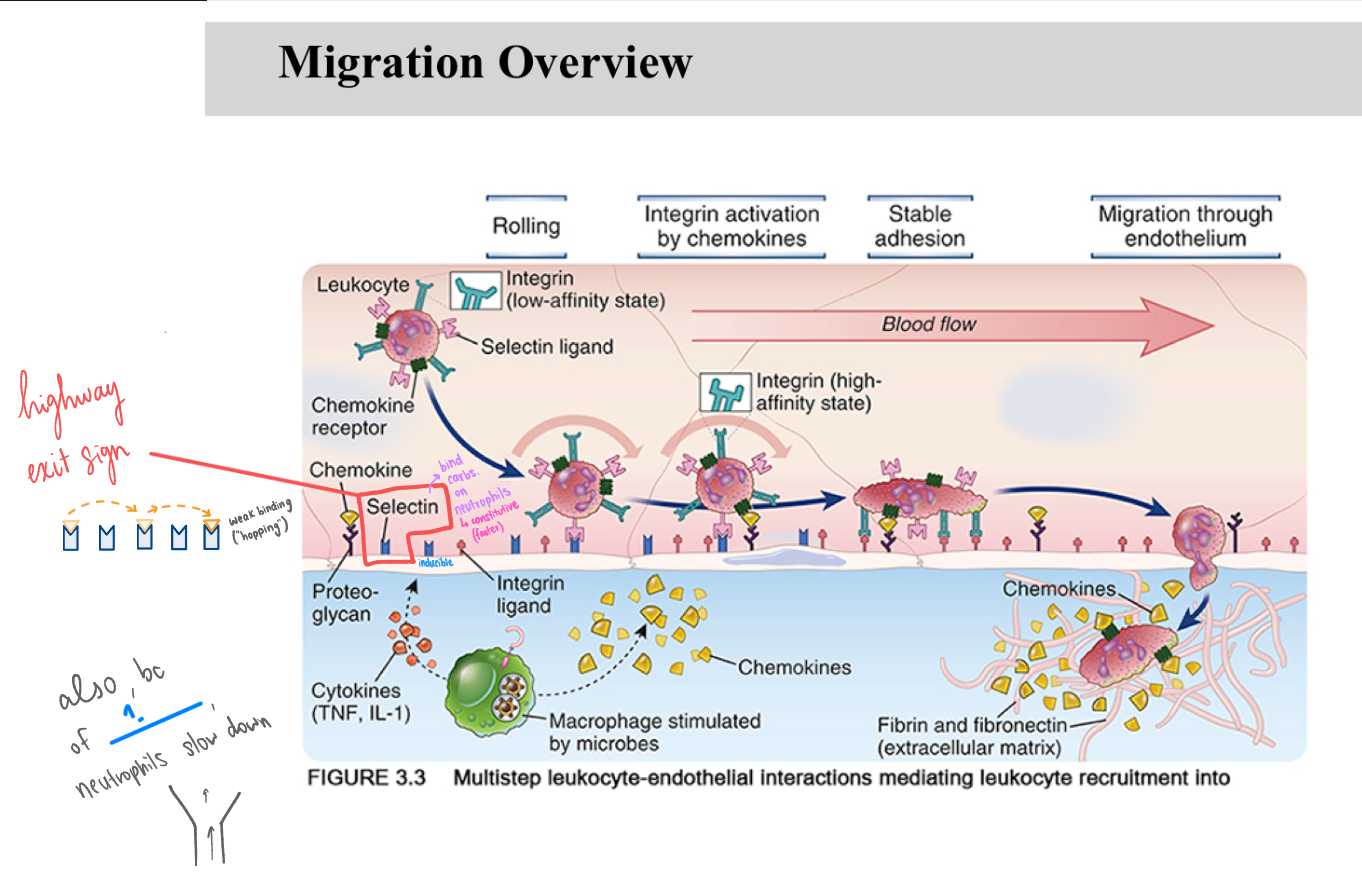 <p>Neutrophils can slow down (for migration into the tissue) bc of selectin hopping and ALSO because of _</p><p>(image fill in blank)</p>