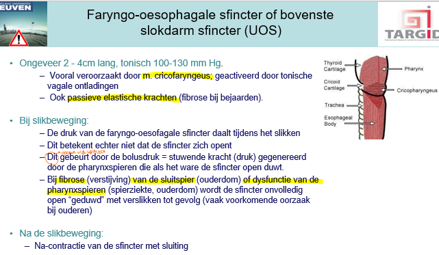 <p><span>Na slikbeweging sluit de sfincter weer om te verhinderen dat eten terugkomt in de pharynx en eventueel in de luchtweg.</span></p>