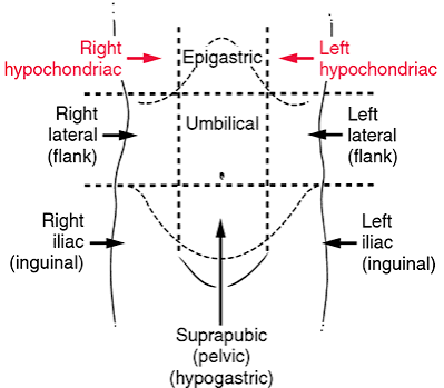 <p>The area of the abdomen located above the stomach, containing organs such as the stomach, liver, and pancreas. It is one of the nine regions used in abdominal mapping. </p>