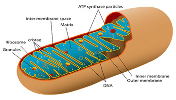 <p>powerhouse of cell, ATP synthesis. has double layered membrane</p><ol><li><p><strong>cristae</strong>: folded internal membrane; increases surface area</p></li><li><p><strong>matrix</strong>: liquid in the inner membrane</p></li></ol><p></p>