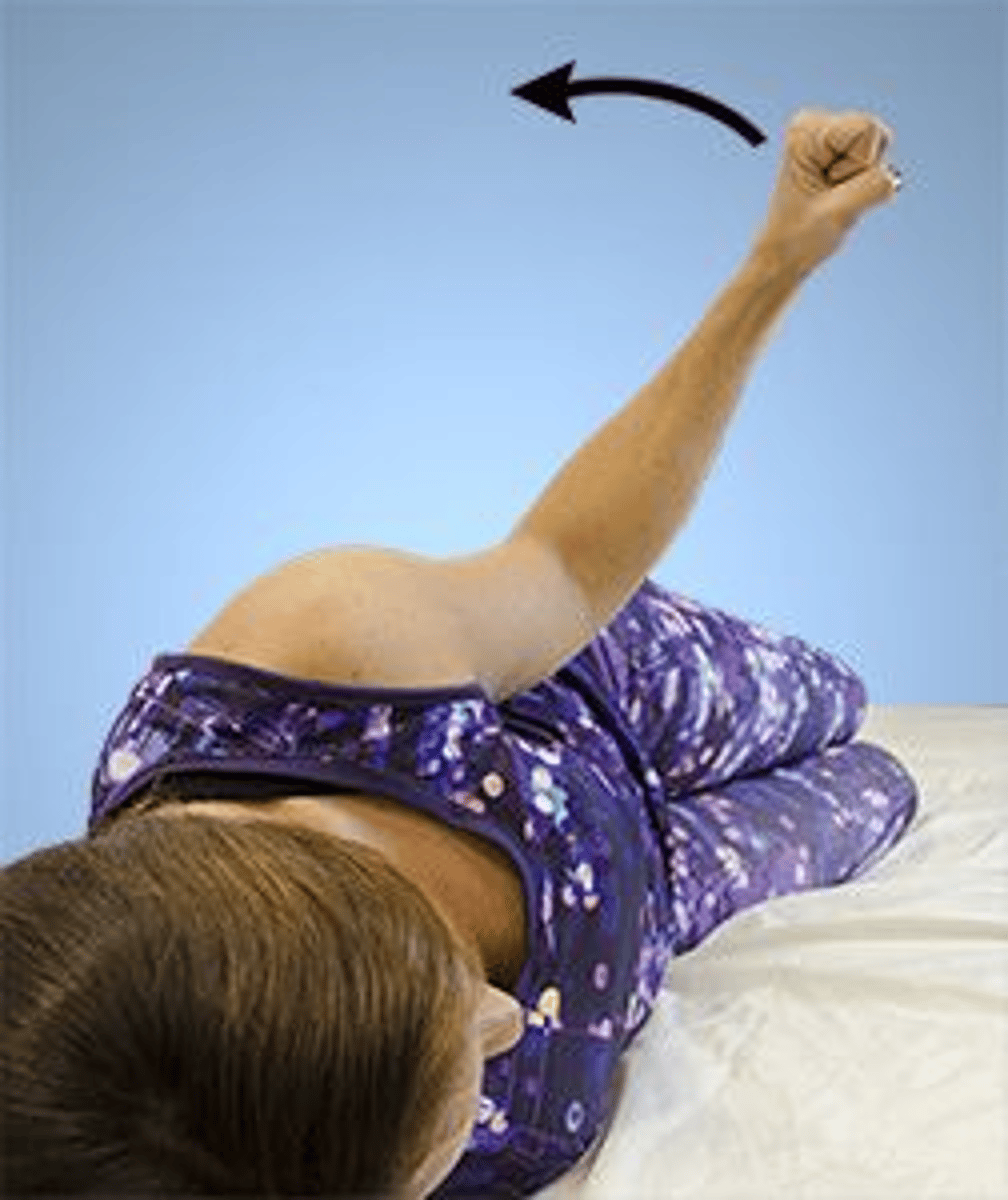 <p>1,1</p><p>1. The primary muscles that laterally (externally) rotate the glenohumeral joint are the infraspinatus, teres minor, and posterior deltoid.</p><p>2. The action of the supraspinatus is primarily abduction of the arm, which is not shown in the photograph.</p><p>3. The action of the teres major is medial (internal) rotation of the arm, which is not shown in the photograph.</p><p>4. The rhomboid minor controls scapular positioning during extension of the shoulder</p>