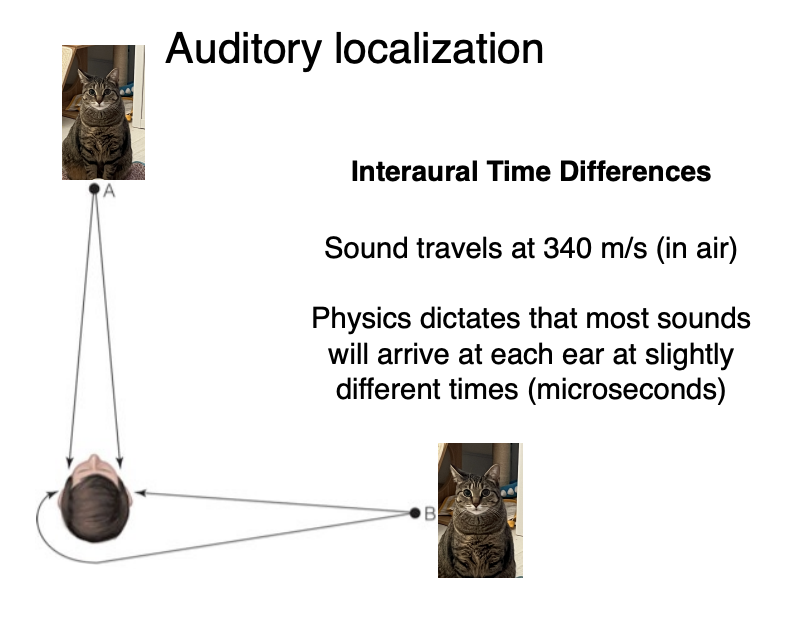 <ul><li><p>Sound travels at 340 m/s (in air) </p></li><li><p>Physics dictates that most sounds will arrive at each ear at slightly different times (microseconds)</p></li></ul><p></p>