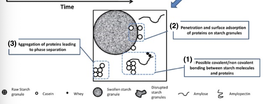 <ul><li><p>swollen granules break open and amylose and amylopectin leach out and starch binds the protein </p><ul><li><p>proteins with hydrophillic groups, amide, hydroxyl, carboxyl form bonds wiht hydroxyl groups </p></li></ul></li><li><p>adsorption of proteins at the surface of the starch granule </p></li><li><p>proteins aggregate around the surface of the starch granule </p><ul><li><p>gelatinizaition of starch and denaturation of gluten in dough structure </p></li></ul></li></ul><p></p>
